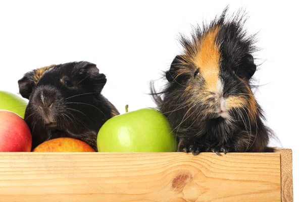 Mignons Cobayes Boîte Avec Des Pommes Sur Fond Blanc — Photo