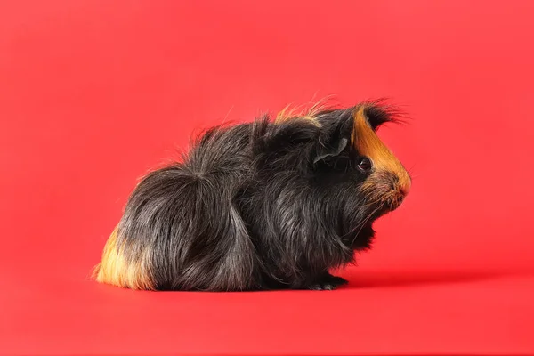 Cute Guinea Pig Red Background — Stock Photo, Image