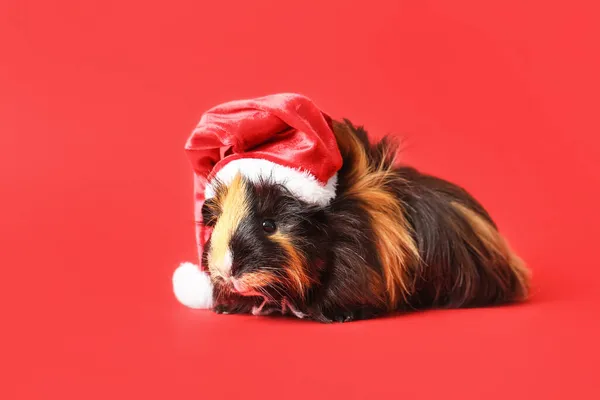 Cute Guinea Pig Santa Hat Red Background — Stock Photo, Image