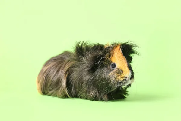 Cute Guinea Pig Green Background — Stock Photo, Image