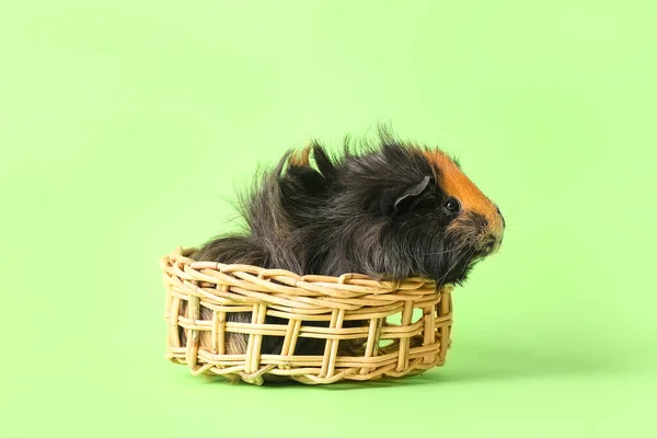 Cute Guinea Pig Wicker Basket Green Background — Stock Photo, Image