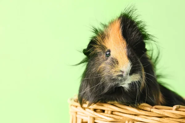 Cute Guinea Pig Wicker Basket Green Background — Stock Photo, Image