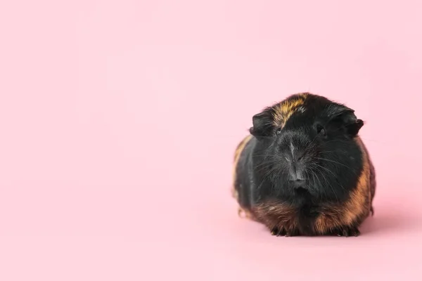 Schattig Cavia Roze Achtergrond — Stockfoto