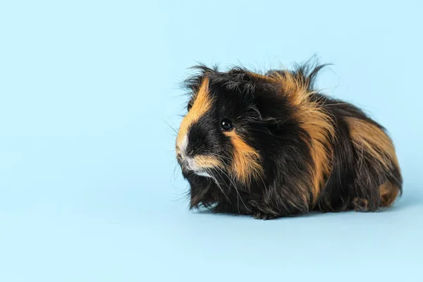 Cute Guinea Pig Blue Background — Stock Photo, Image