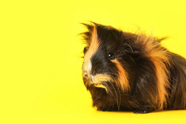 Cute Guinea Pig Yellow Background — Stock Photo, Image