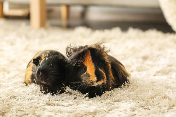 Cute Guinea Pigs Fluffy Carpet Room — Stock Photo, Image