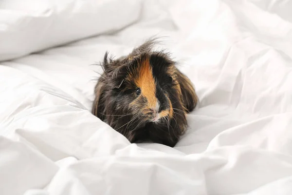 Cute Guinea Pig White Linen Bed — Stock Photo, Image