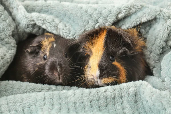 Leuke Cavia Wollen Deken — Stockfoto