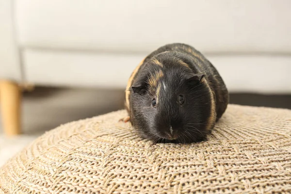 Cute Guinea Pig Knitted Ottoman Room — Stock Photo, Image