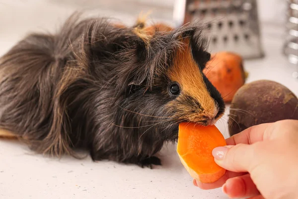 Woman Feeding Guinea Pig Carrot Kitchen Table — Stock Photo, Image