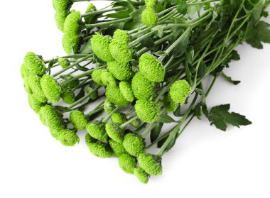 Beyaz arka planda izole edilmiş yeşil kasımpatı çiçekleri, yakın plan