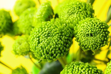 Sarı arka planda bir sürü yeşil kasımpatı, yakın plan