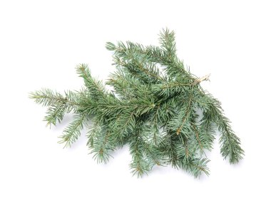 Beyaz arkaplanda Noel köknar dalları