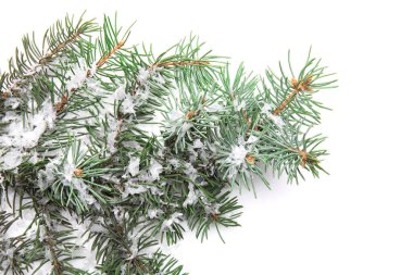 Beyaz arka planda karlı Noel köknar dalları, yakın plan