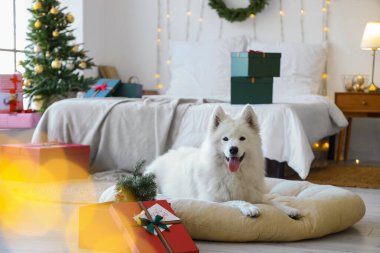 Evcil yatağı ve Noel hediyeleri olan şirin Samoyed köpeği.