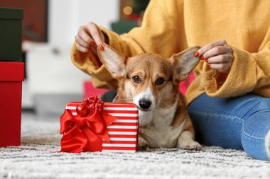 Şirin Corgi köpeği ve Noel hediyesi olan bir kadın.