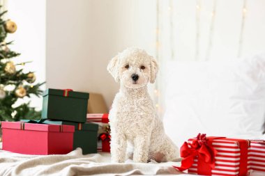 Yatak odasında Noel hediyeleri olan sevimli bir köpek.