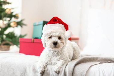 Noel arifesinde evde Noel Baba şapkalı şirin bir köpek.