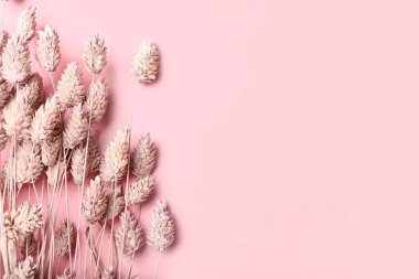 Renkli arka planda güzel kurumuş çiçekler, yakın plan.