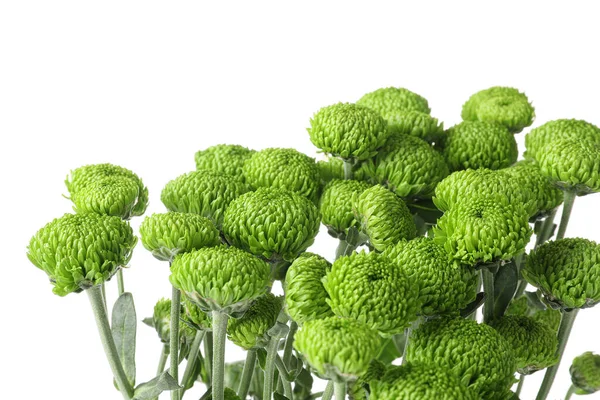 Green Chrysanthemum White Background Closeup — Stock Photo, Image