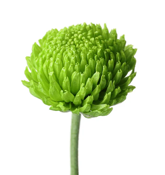 Flor Crisantemo Verde Sobre Fondo Blanco Primer Plano —  Fotos de Stock