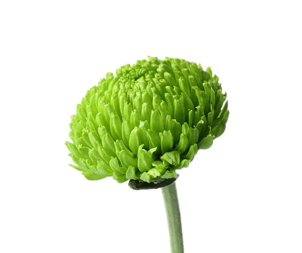 Flor Crisantemo Verde Aislada Sobre Fondo Blanco Primer Plano —  Fotos de Stock