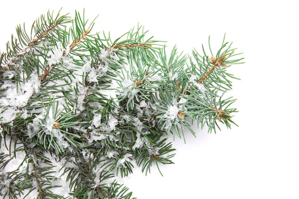 Christmas Fir Branches Snow White Background Closeup — Stock Photo, Image