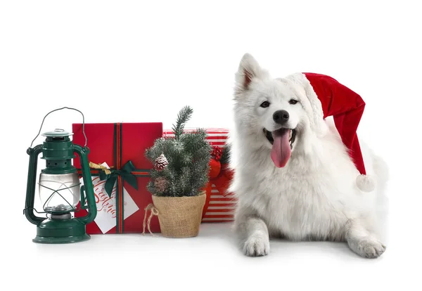 Roztomilý Samoyed Pes Klobouku Santa Vánoční Dárky Výzdobou Bílém Pozadí — Stock fotografie