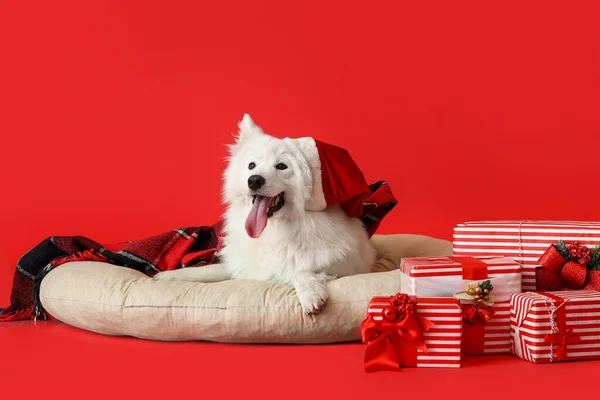 Roztomilý Samoyed Pes Klobouku Santa Domácím Mazlíčkem Vánoční Dárky Barevném — Stock fotografie