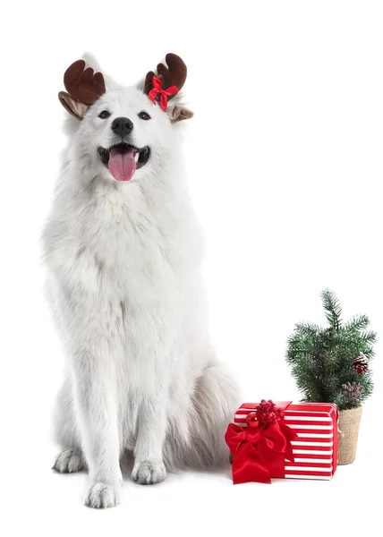 Leuke Samoyed Hond Met Kerstcadeau Witte Achtergrond — Stockfoto