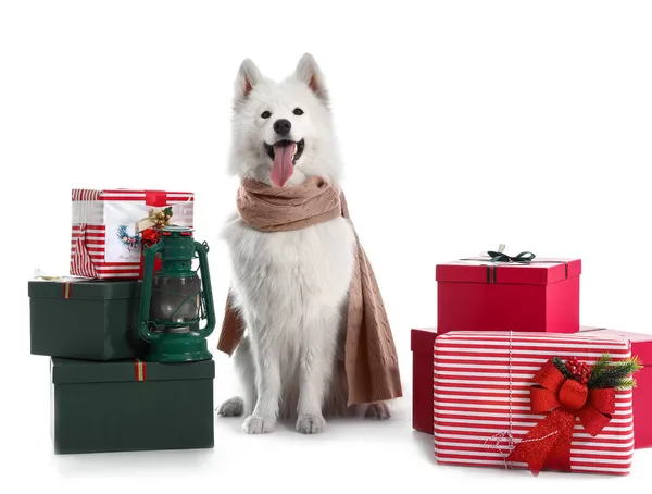 Roztomilý Samoyed Pes Vánoční Dárky Bílém Pozadí — Stock fotografie