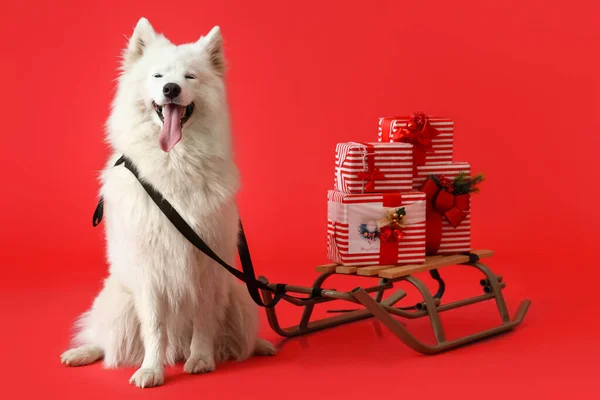 Roztomilý Samoyed Pes Saněmi Vánoční Dárky Barevném Pozadí — Stock fotografie