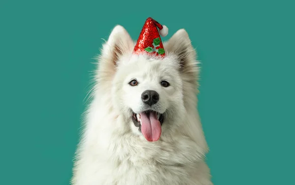 Arka Planda Noel Baba Şapkalı Şirin Samoyed Köpeği — Stok fotoğraf