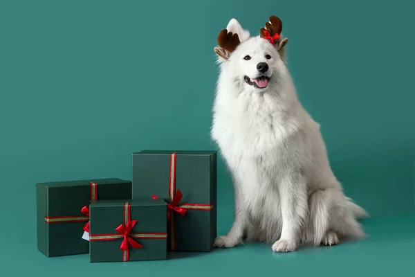 Roztomilý Samoyed Pes Vánoční Dárky Barevném Pozadí — Stock fotografie