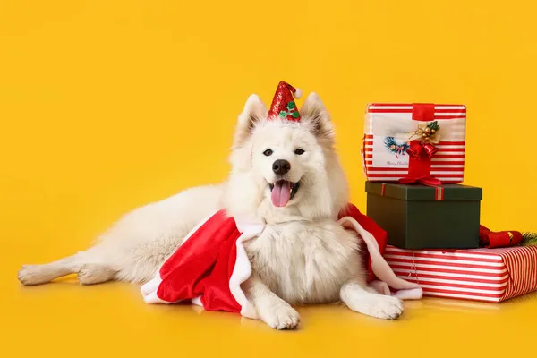 サンタの衣装でかわいいサモイド犬と色の背景にクリスマスプレゼント — ストック写真