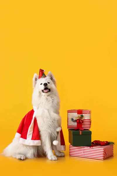 Roztomilý Samoyed Pes Kostýmu Santa Vánoční Dárky Barevném Pozadí — Stock fotografie