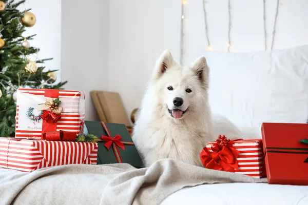 Χαριτωμένο Σκυλί Samoyed Χριστουγεννιάτικα Δώρα Στο Σπίτι — Φωτογραφία Αρχείου