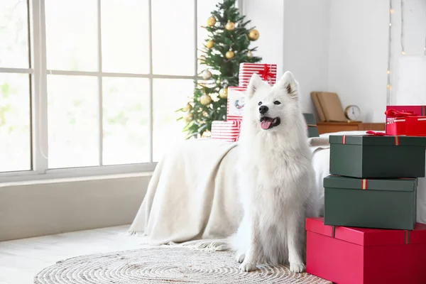 Cute Samoyed Pies Prezentów Świątecznych Domu — Zdjęcie stockowe