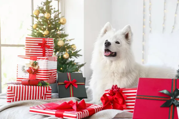 Lindo Perro Samoyedo Con Regalos Navidad Casa —  Fotos de Stock
