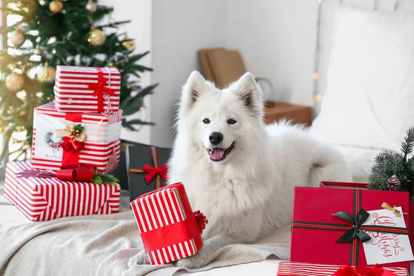 Niedlicher Samoyed Hund Mit Weihnachtsgeschenken Hause — Stockfoto