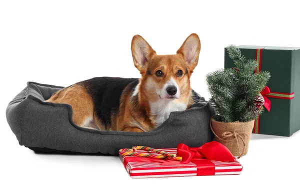Roztomilý Corgi Pes Domácím Mazlíčkem Vánoční Dárky Bílém Pozadí — Stock fotografie