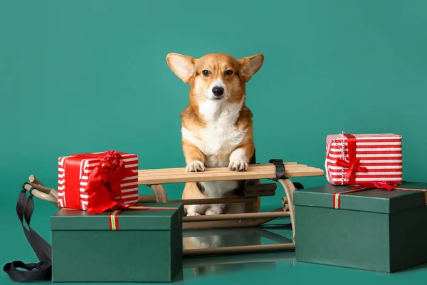 Cute Corgi Dog Christmas Gifts Sledge Color Background — Stock Photo, Image