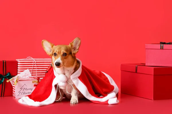 Niedlicher Corgi Hund Weihnachtsmann Kostüm Und Mit Weihnachtsgeschenken Auf Farbigem — Stockfoto