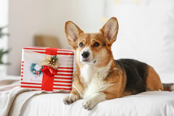 Lindo Perro Corgi Con Regalo Navidad Dormitorio —  Fotos de Stock