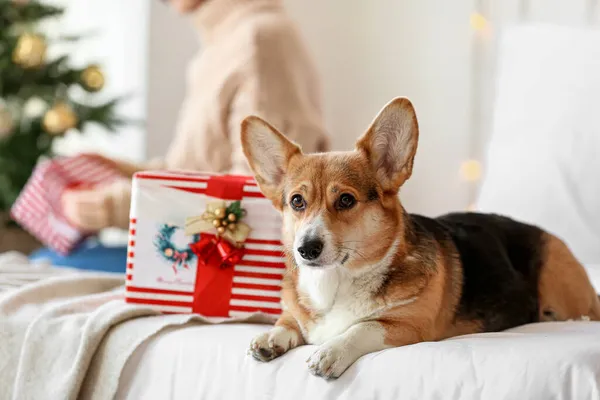 かわいいコーギー犬とともにクリスマスプレゼントでベッドルーム — ストック写真