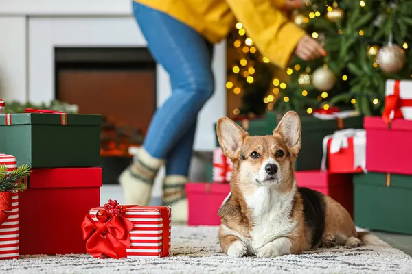 かわいいコルギ犬とともにクリスマスプレゼントで家 — ストック写真