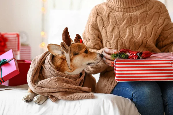 Mujer Con Lindo Perro Corgi Regalos Navidad Casa — Foto de Stock