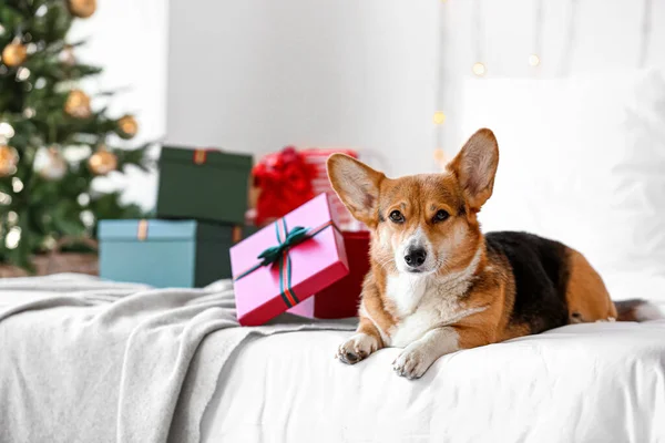 Lindo Perro Corgi Con Regalos Navidad Dormitorio — Foto de Stock