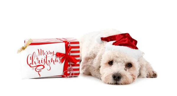 Roztomilý Pes Klobouku Santa Vánoční Dárek Bílém Pozadí — Stock fotografie