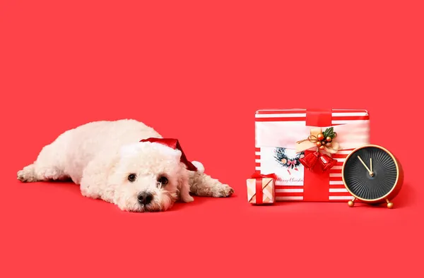 Söt Hund Santa Hatt Med Julklappar Och Väckarklocka Färg Bakgrund — Stockfoto